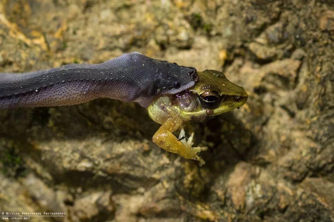 物种介绍爪哇闪皮蛇是你吗夜华白浅成婚了你怎么不在