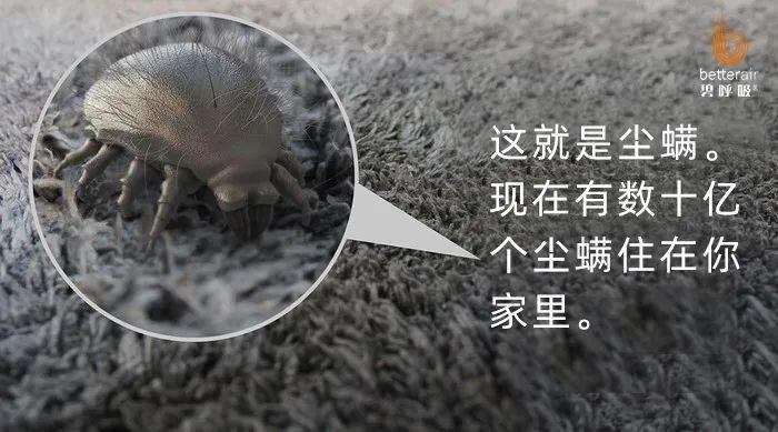 家中常见的尘螨主要有屋尘螨和粉尘螨,研究显示屋尘螨及其代谢产物是