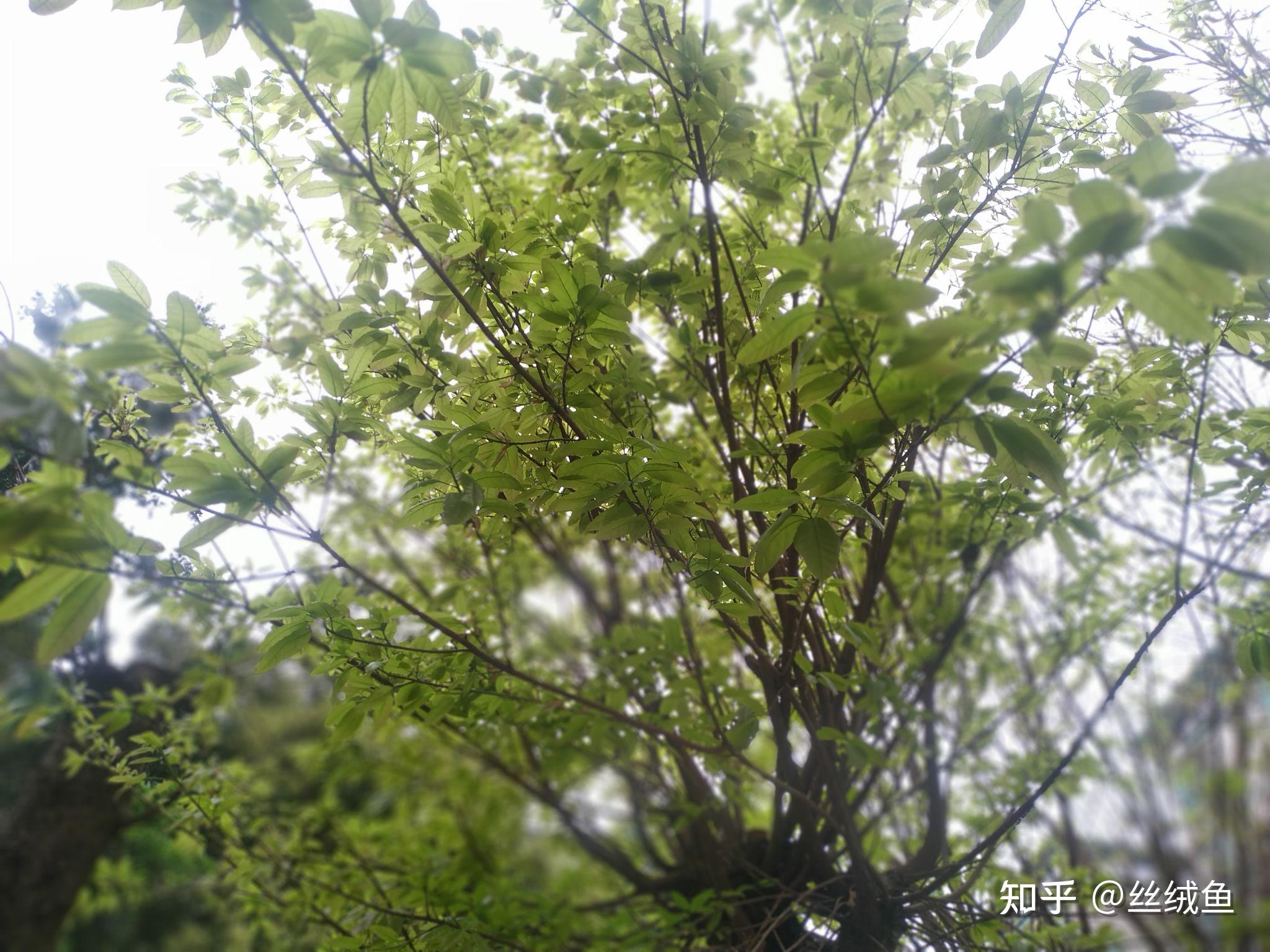 门前老树长新芽