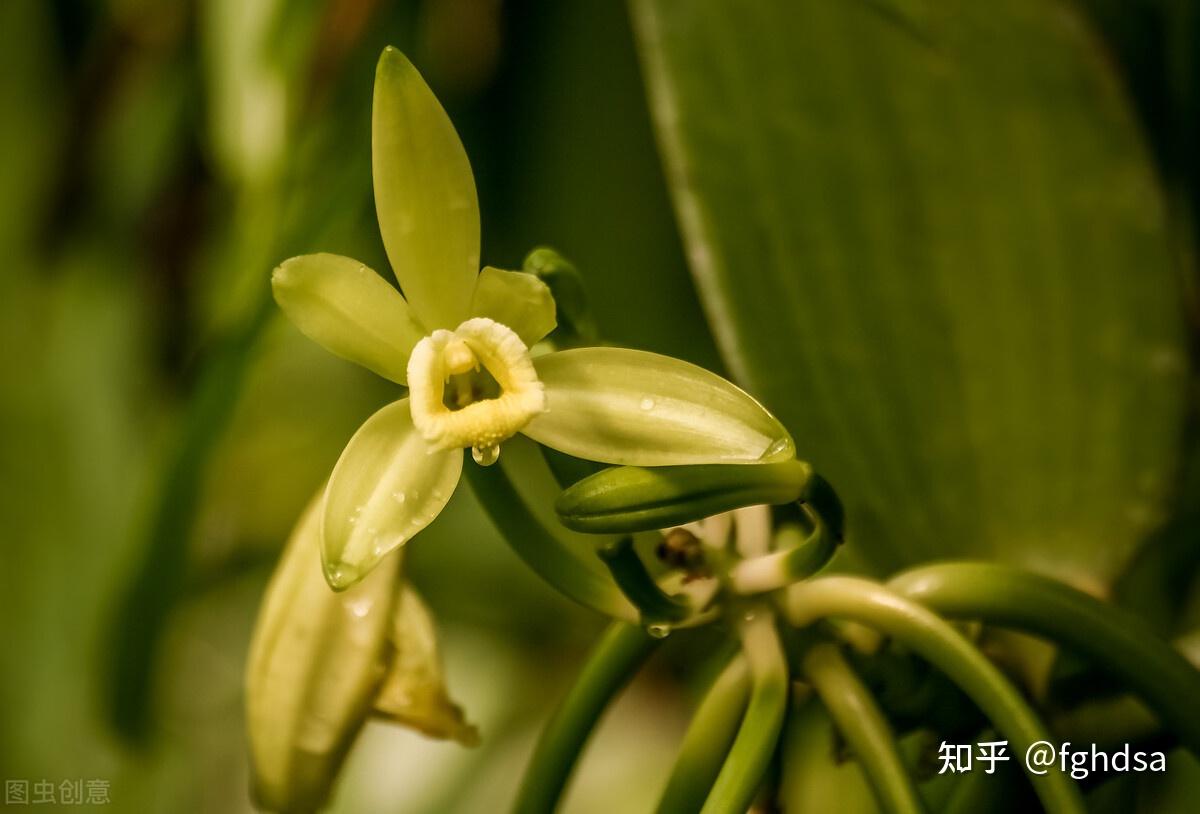 原产热带雨林的香荚兰，它在成为“世界香料皇后”的一路上经历了什么，“香料之王”有多受人类的青睐？ - 知乎