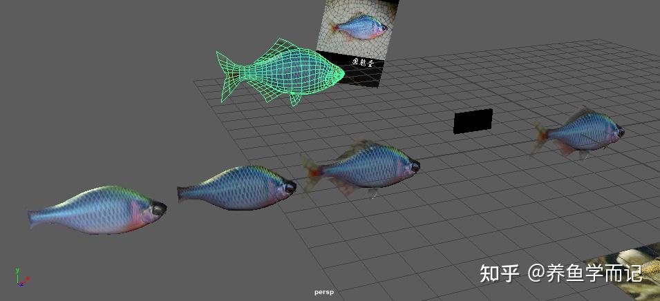 【养鱼学而记】我的3D鱼是怎么制作的
