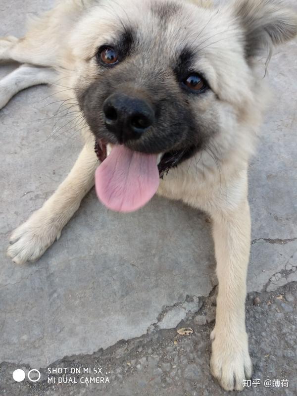 中华田园犬的颜值可以多高