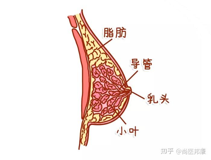 胸腺皮质图片