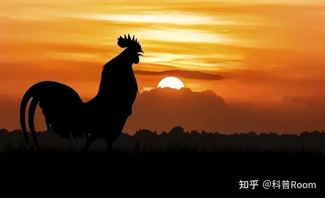 禽类动物翻毛鸡公鸡自然摄影图配图高清摄影大图-千库网