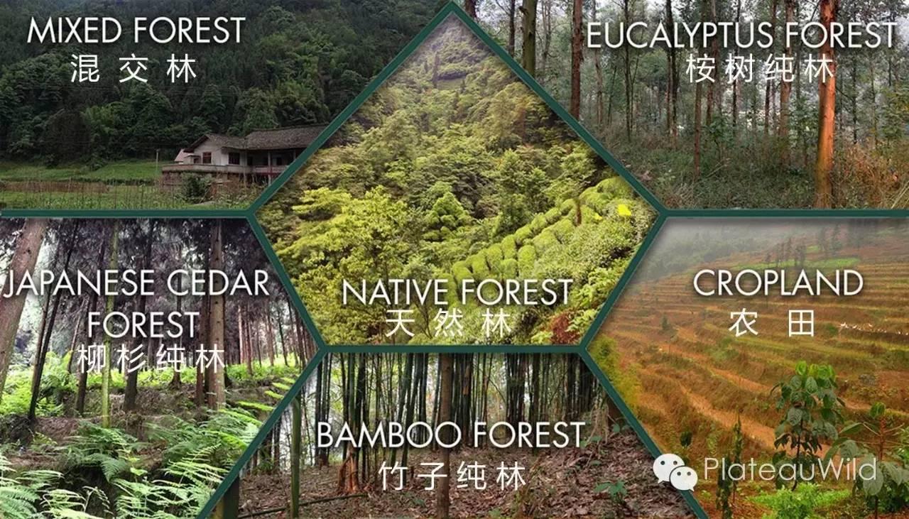 山林中的鸟与蜂：退耕还林工程的生物多样性保护机遇 - 知乎