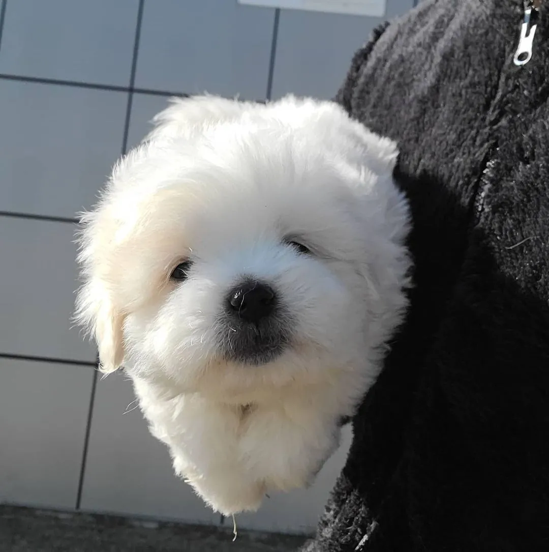 棉花面纱犬,一个长相似棉花糖的狗狗