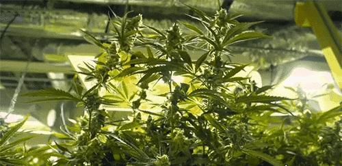您可别惊讶 看好毕业后的就业市场 康奈尔大学今秋将开设大麻专业 知乎