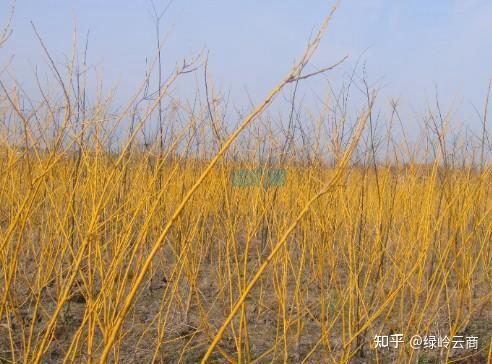 园林人需要了解的“观干植物”! - 知乎