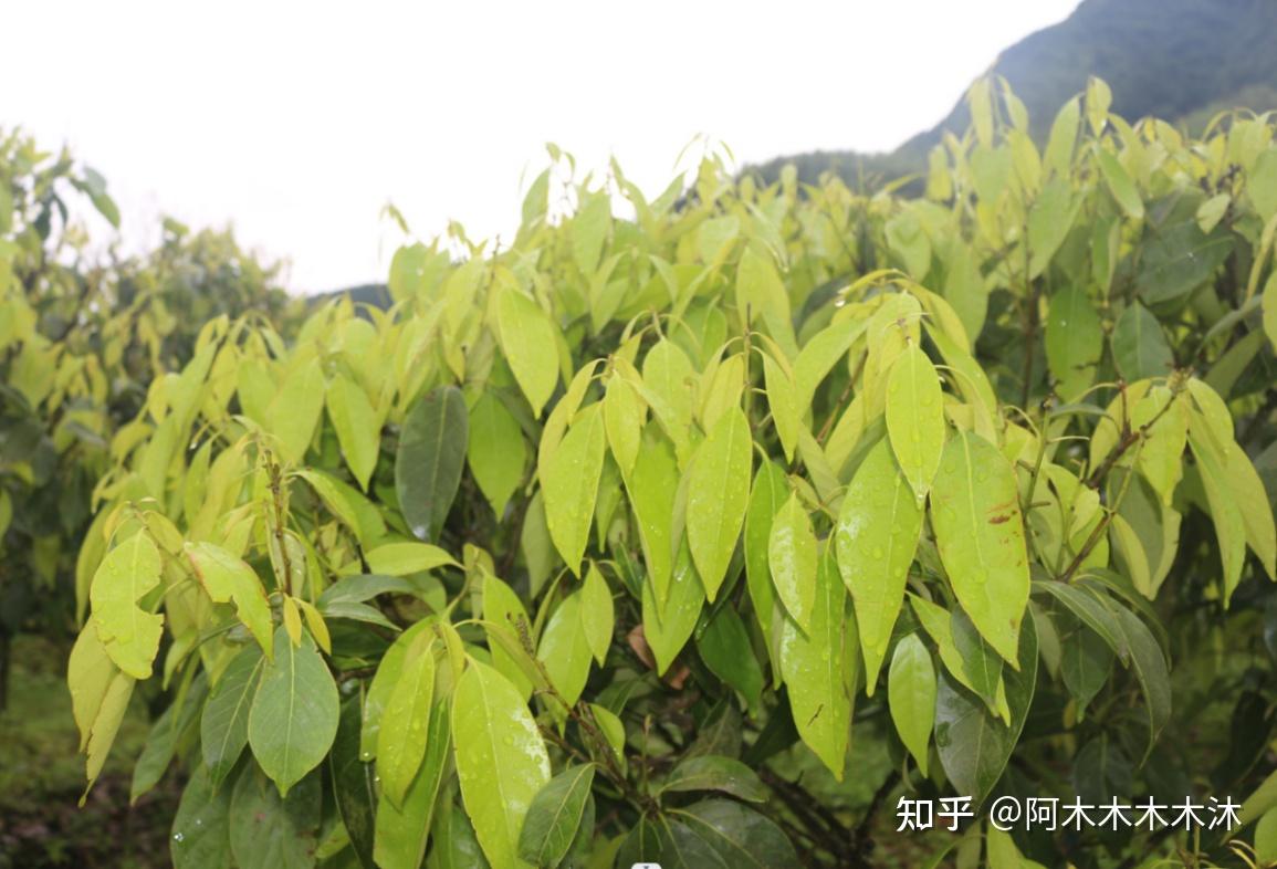 木姜叶柯——富含黄酮素的神奇树叶 - 知乎