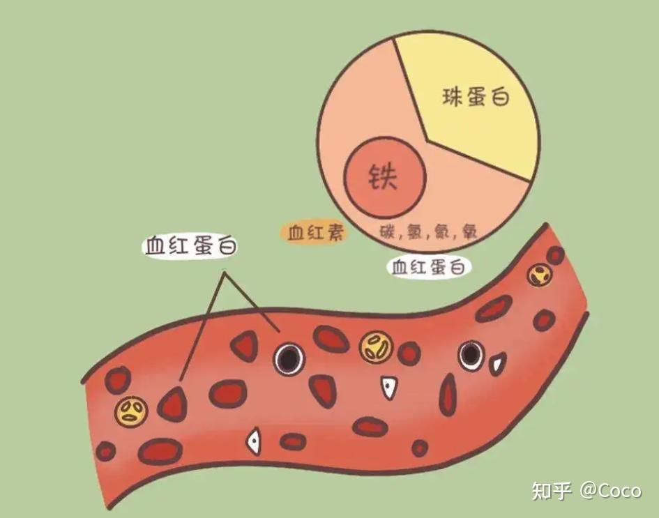 怎么知道自己是不是贫血以及是什么症状的贫血