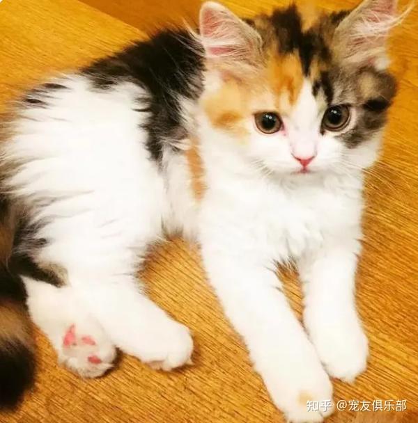 72种猫咪品种大全图片及介绍-3｜猫咪品种知多少？看看你都认识哪些猫？ - 知乎
