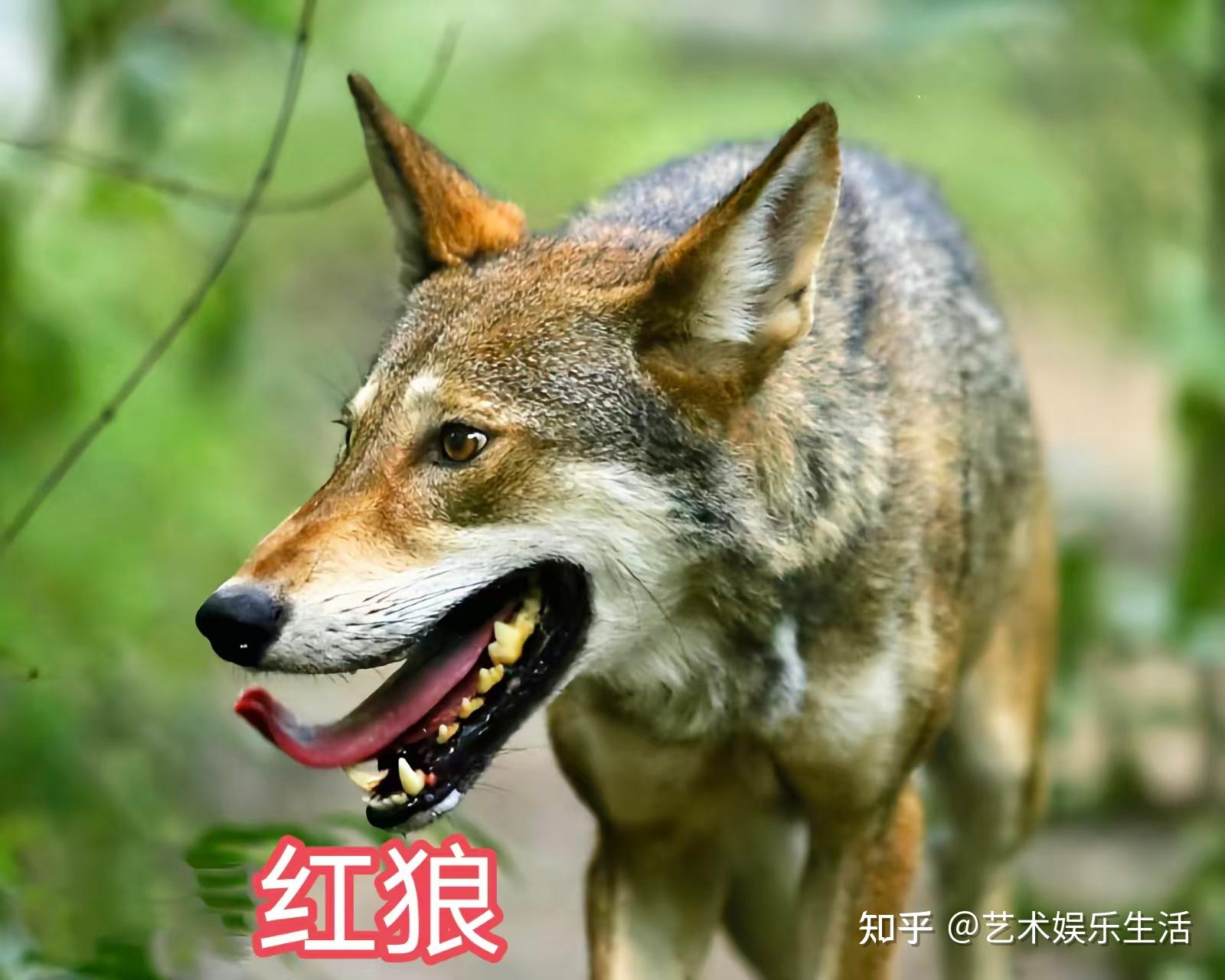 犬属的8种狼,都是生态位上的顶级掠食者 - 知乎