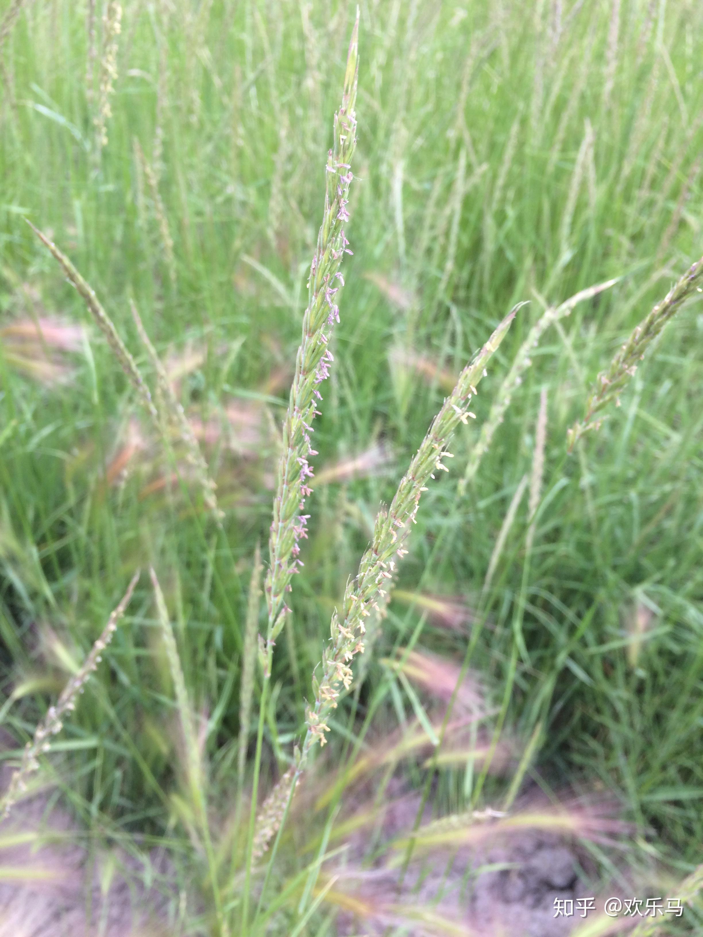 大庆野地植物41披碱草