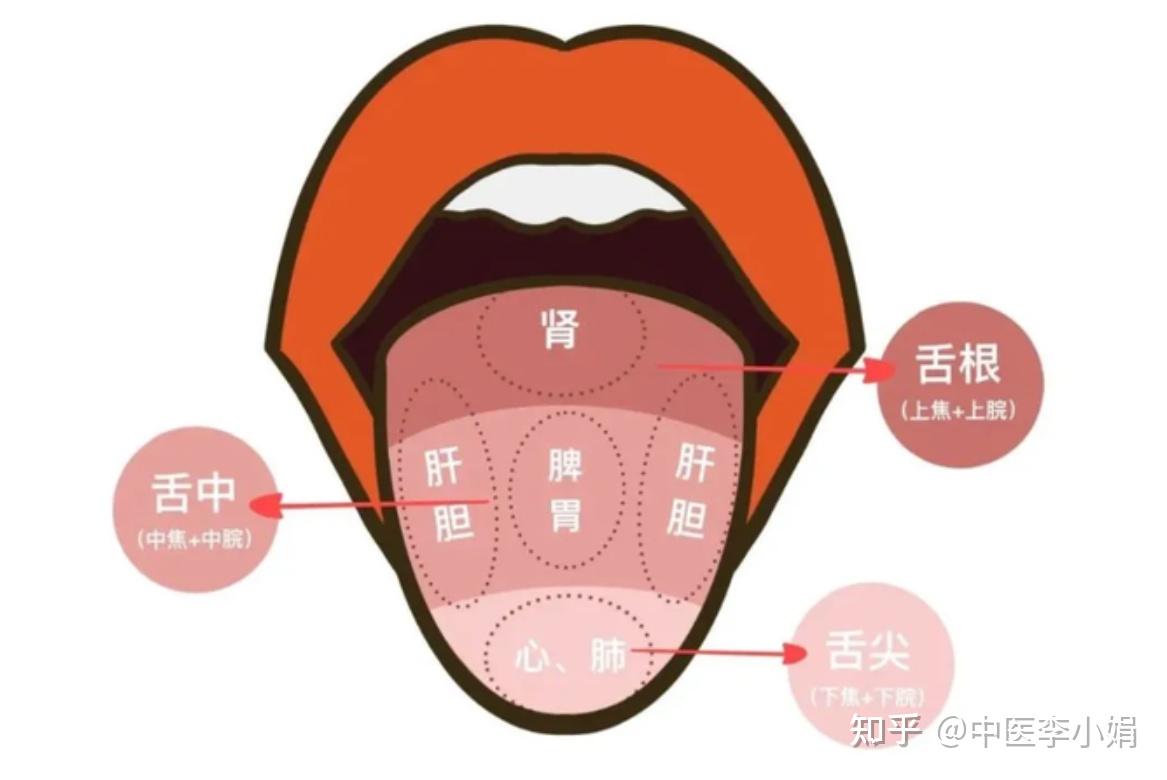 舌中凹陷多是气虚!舌尖、舌中、舌根凹陷有什么不同? - 知乎