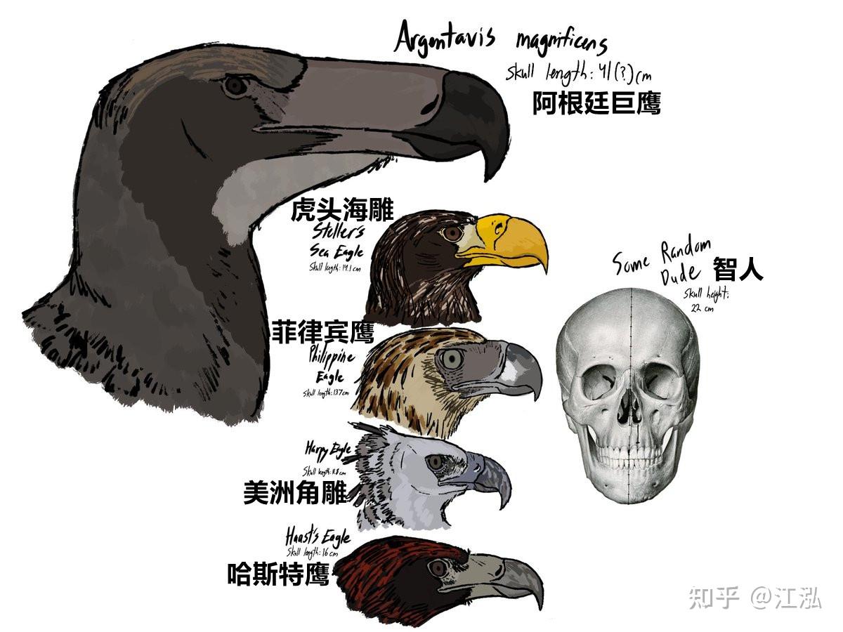 【史前巨鸟】超级猛禽曾统治史前南美洲 - 知乎
