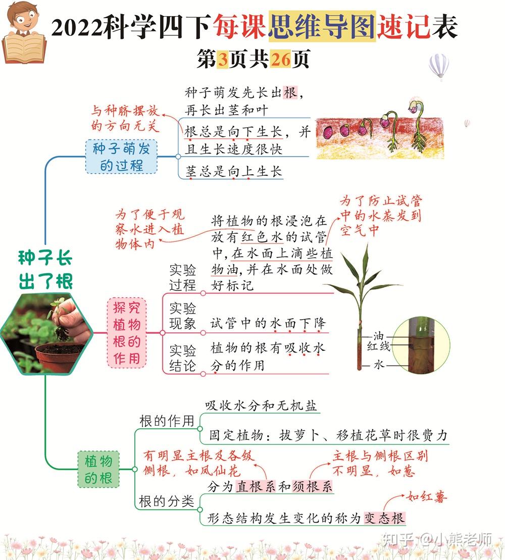 植物的身体思维导图图片