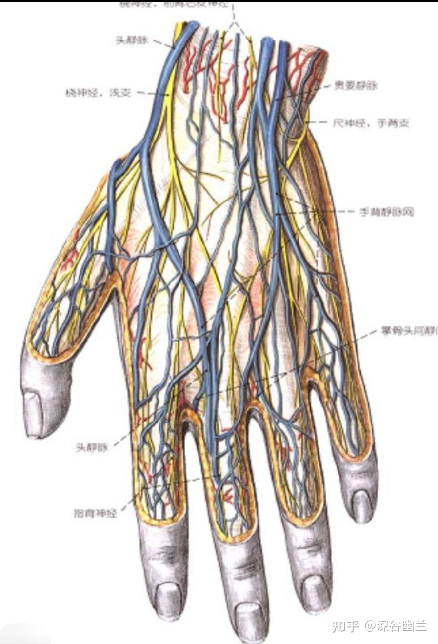 手背静脉解剖位置图片