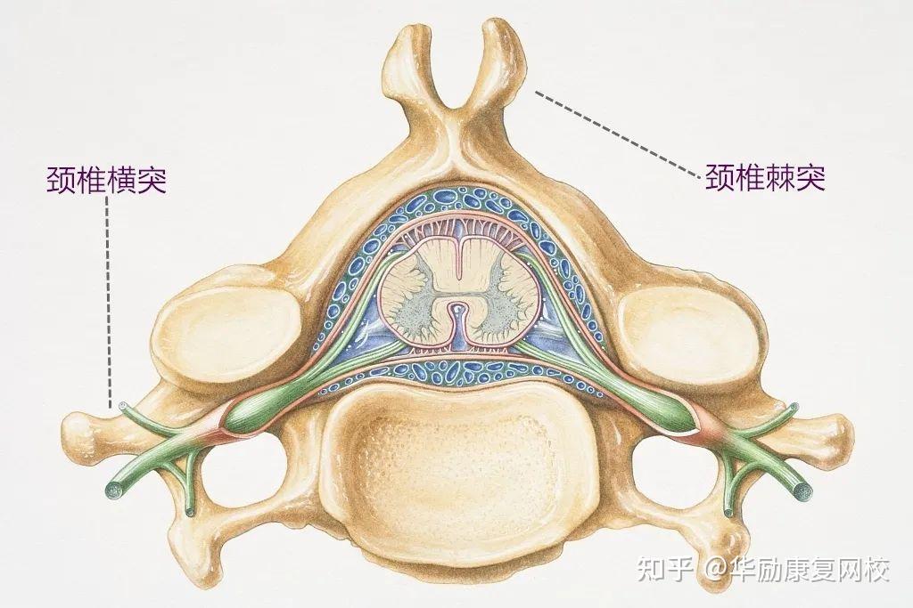 椎体图形图片图片