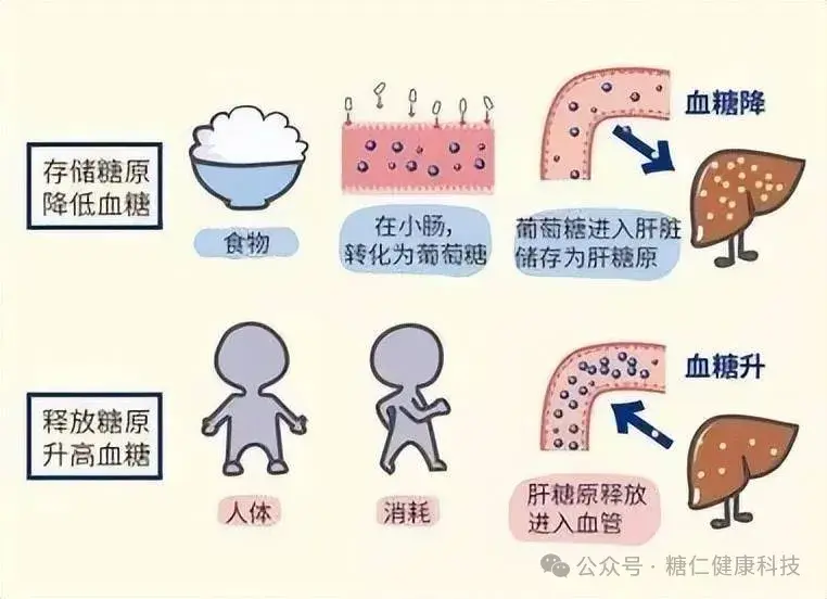 葡萄糖代谢:吃下的每一口糖如何变成身体的能量? - 知乎