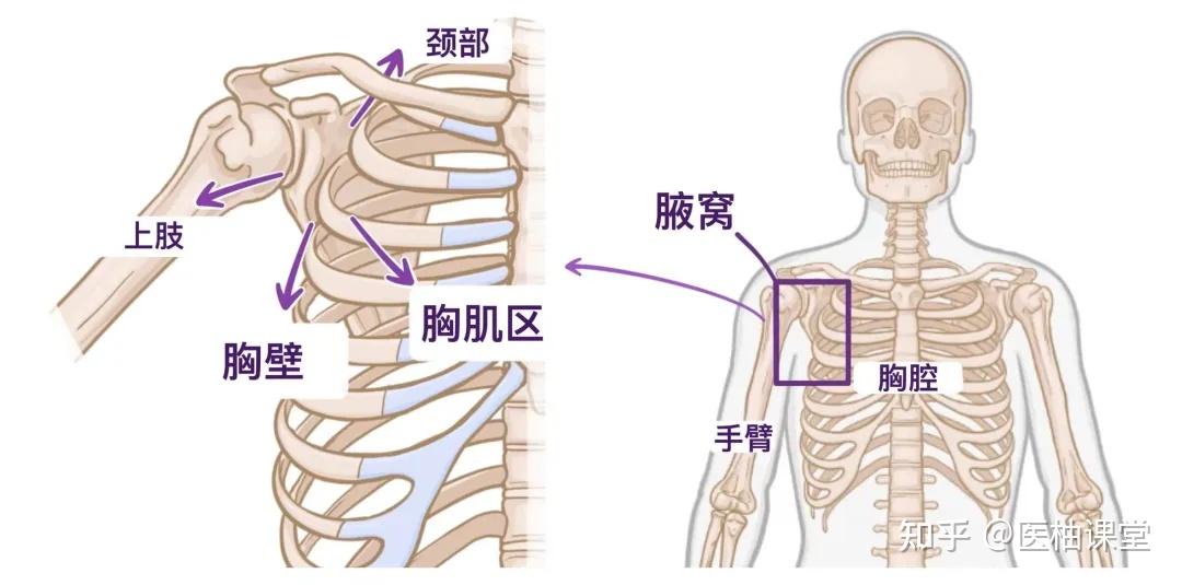 人体解剖学基础:腋窝 - 知乎