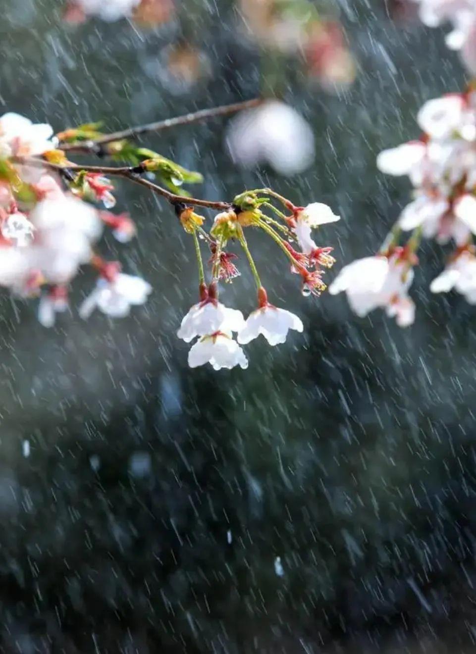 最美春雨图片图片