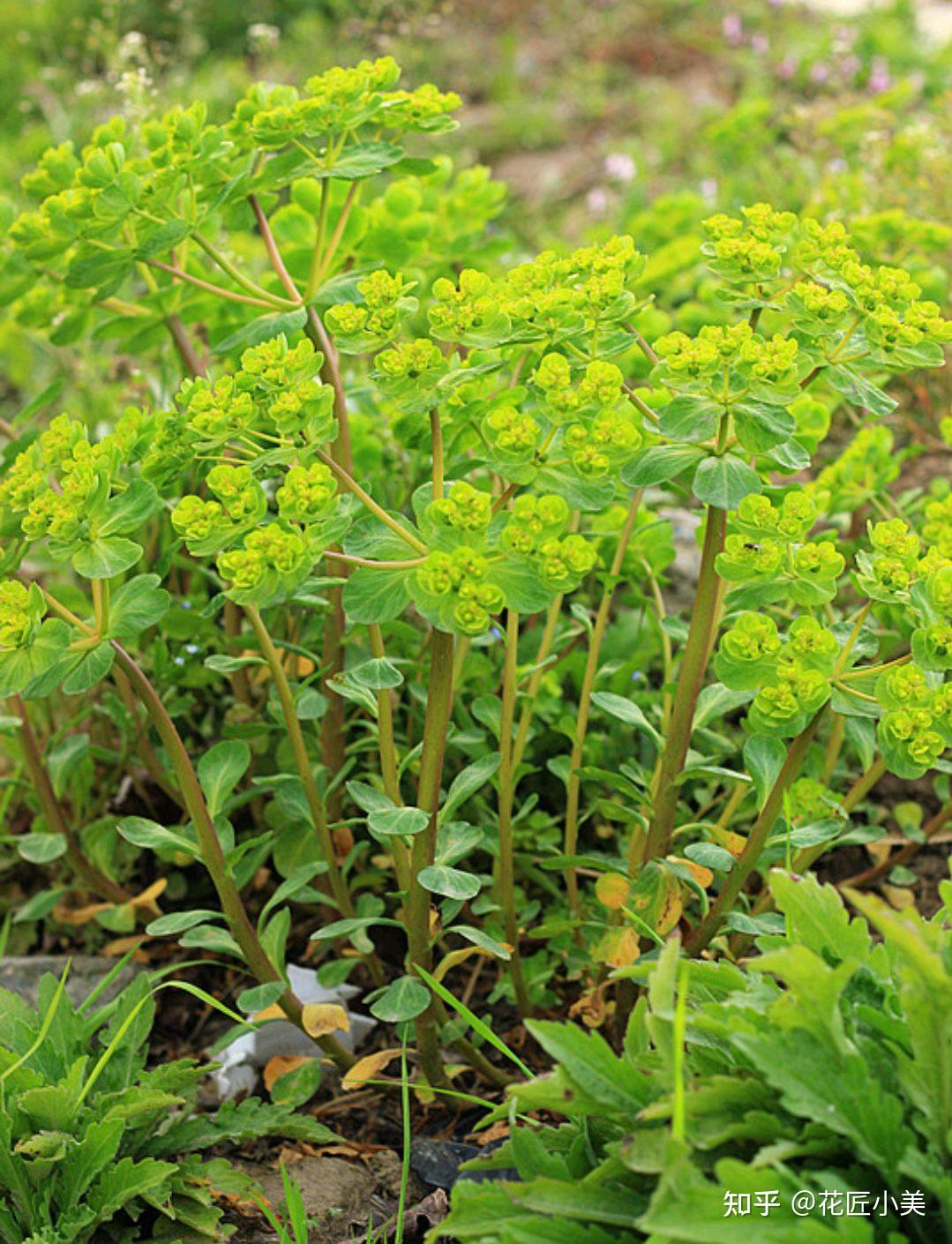 100种农村常见的植物带你涨知识回味挖野菜摘野果年代的童趣