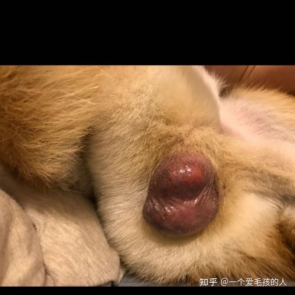 狗狗睾丸脱皮图片