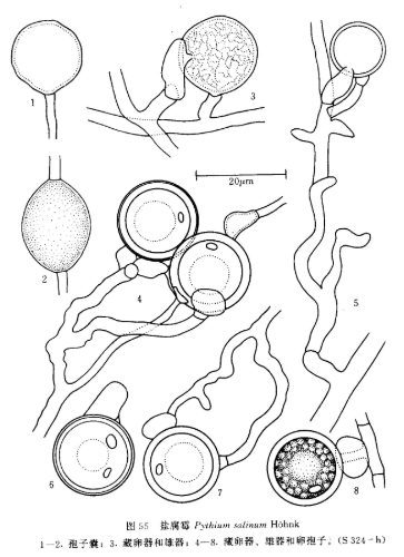00313 拉丁纲名:phycomycetes 中文纲名:藻状菌纲 拉丁目名