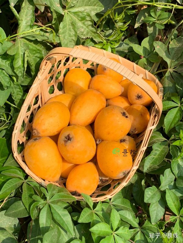 云南蒙自长虹枇杷