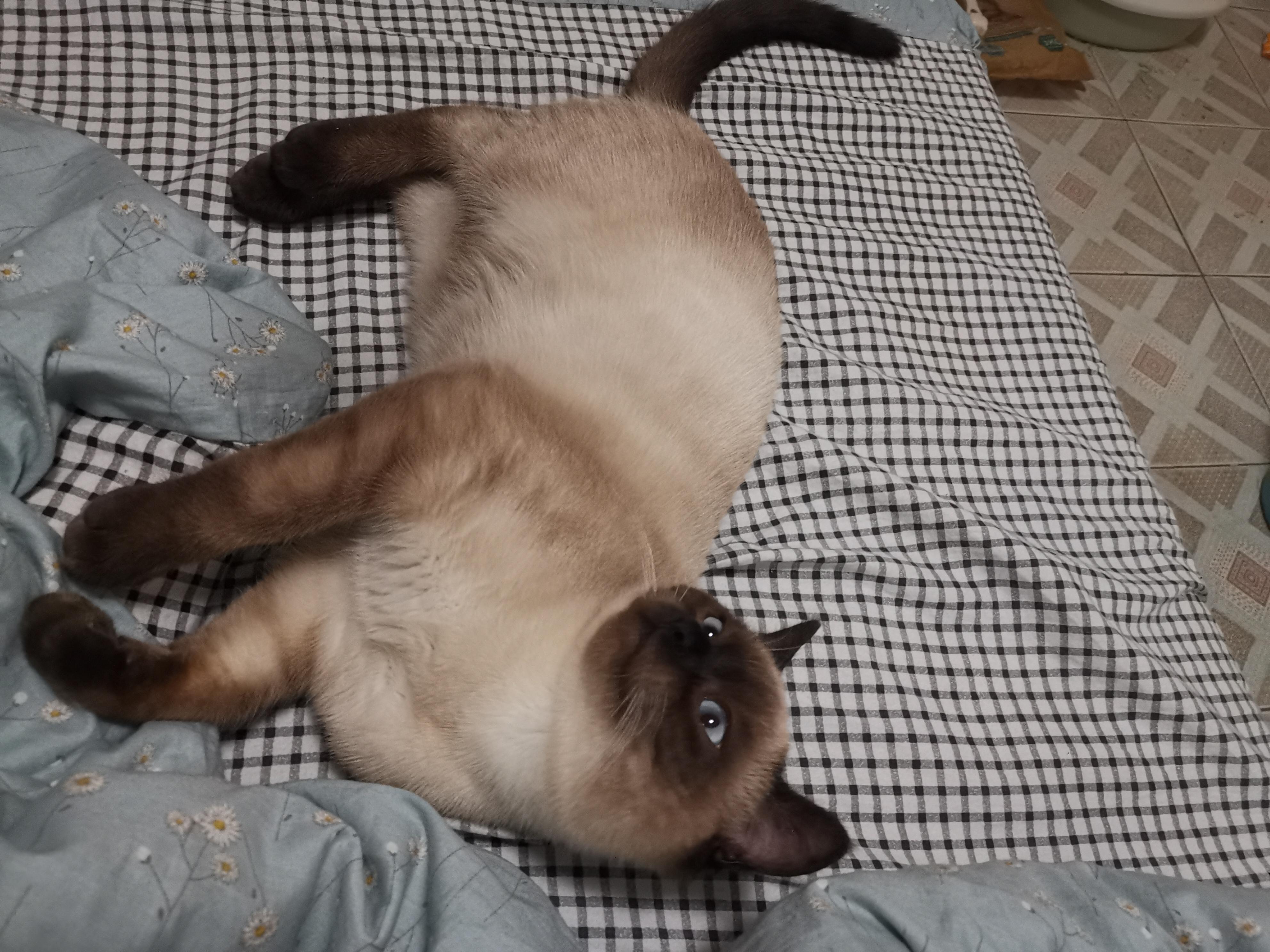 英短和暹罗配一窝能配出来什么样的?