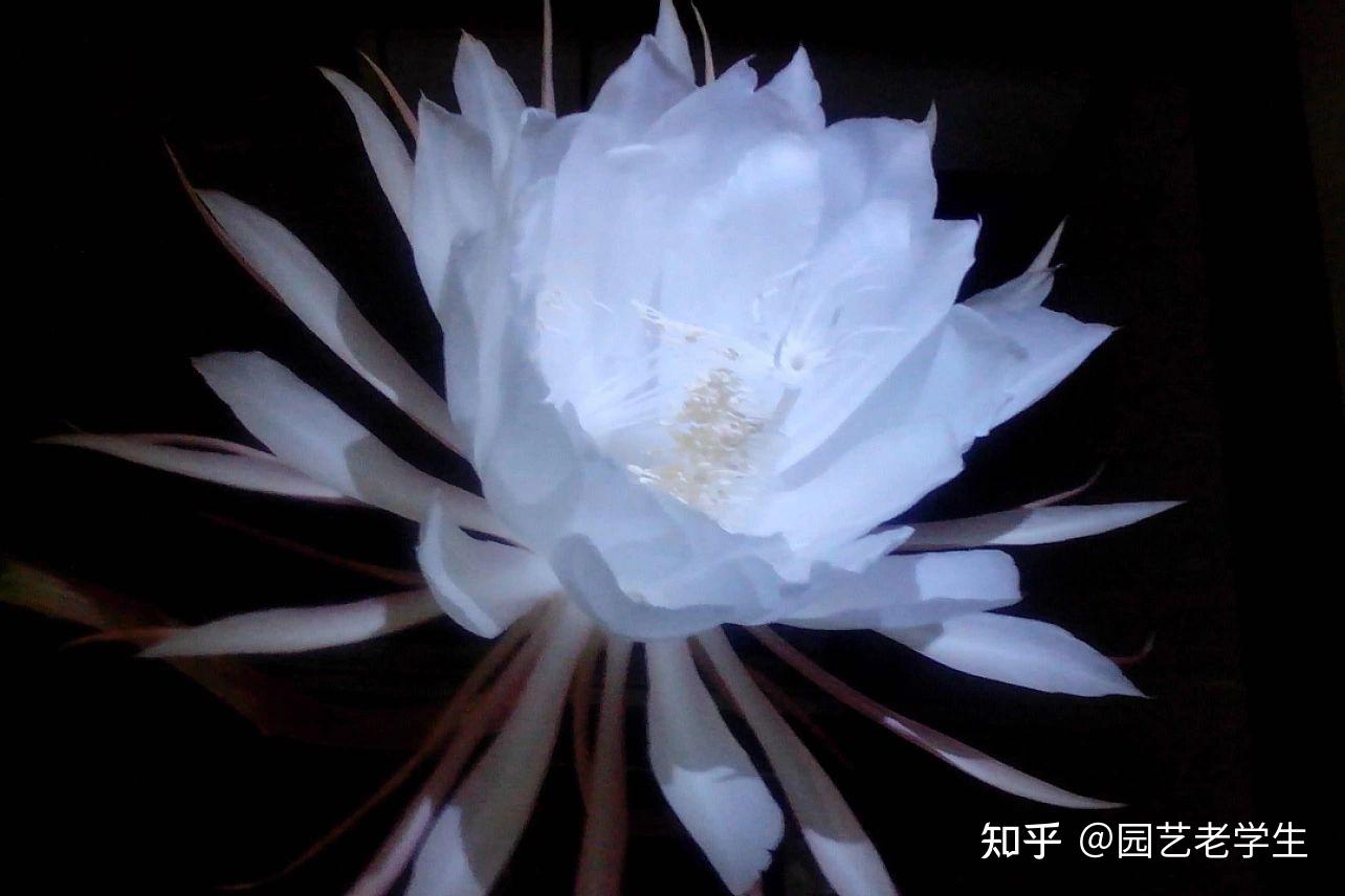 昙花,晚上开放的花卉 - 知乎