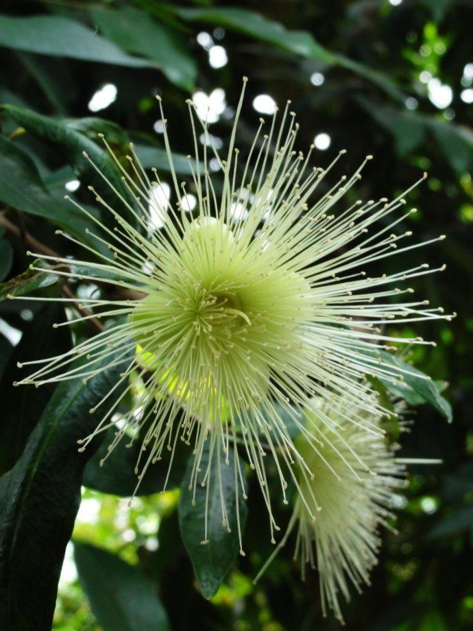 每天认识一水果蒲桃