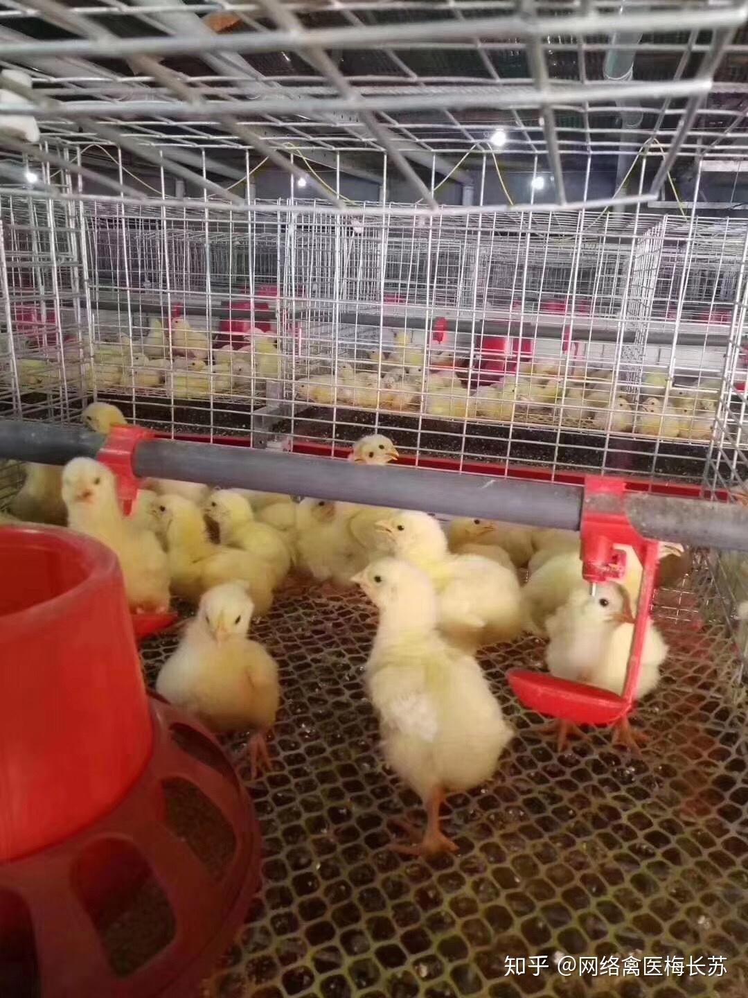 鸡雏,把鸡爪贴到面颊上,试一下是否冰凉,如果仍然有些凉,说明鸡舍温度