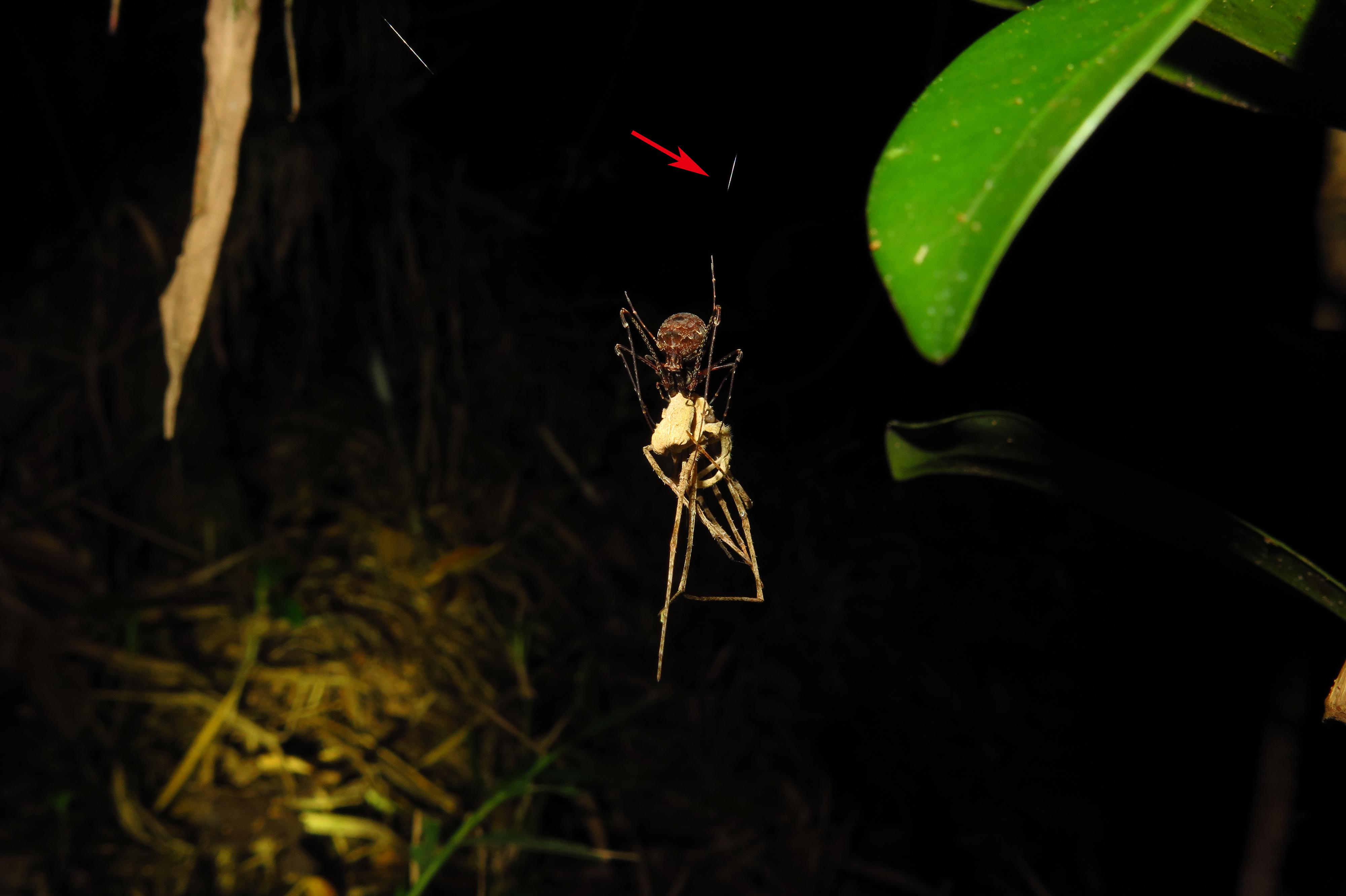 相煎何太急二古蛛科