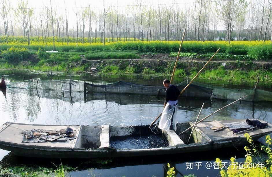 01 秧田翻耕罱河泥,年景稻色系人心