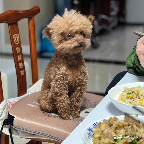 泰迪串串和纯种区别原来那么大，不对比，你很难知道 - 知乎