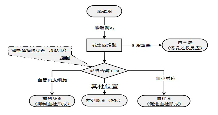 阿司匹林是环氧合酶(cox)抑制剂,抑制cox,使前列腺素(pgs)合成减少,起