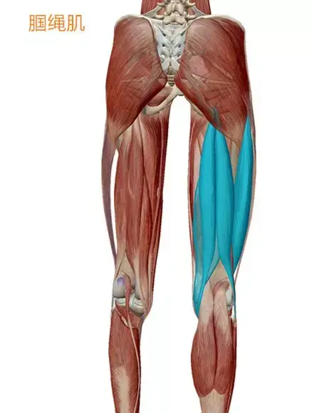 第四式:大腿內收肌放鬆第五式:脛骨前肌放鬆第六式:腓骨長肌放鬆第七