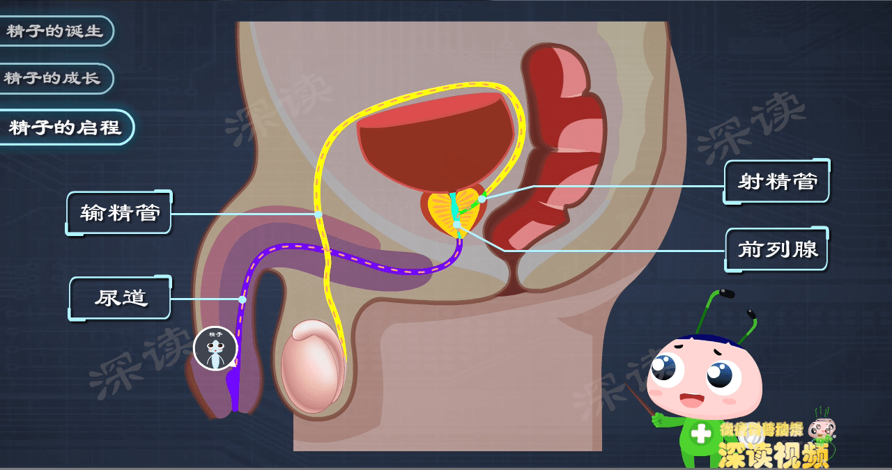 附睾炎会伤害蛋蛋?搞出不育?硬核科普附睾炎和蛋蛋的秘密! - 知乎