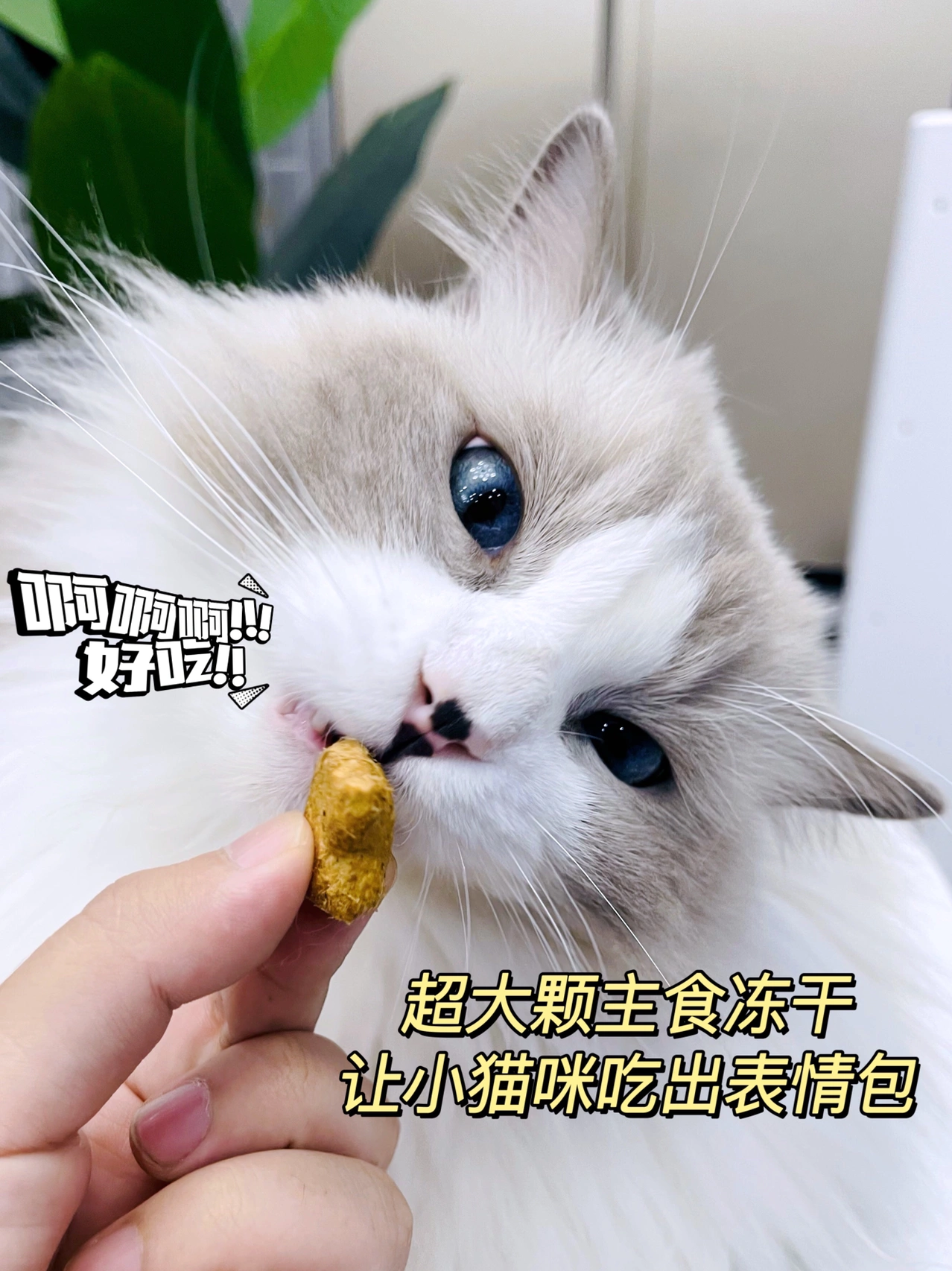 猫能吃香蕉吗?有什么好处?会拉肚子吗?猫咪饮食干货篇