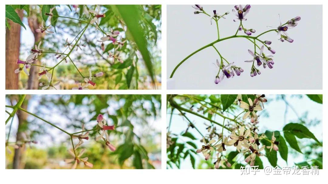 香精与香料(117)—苦楝花 - 知乎