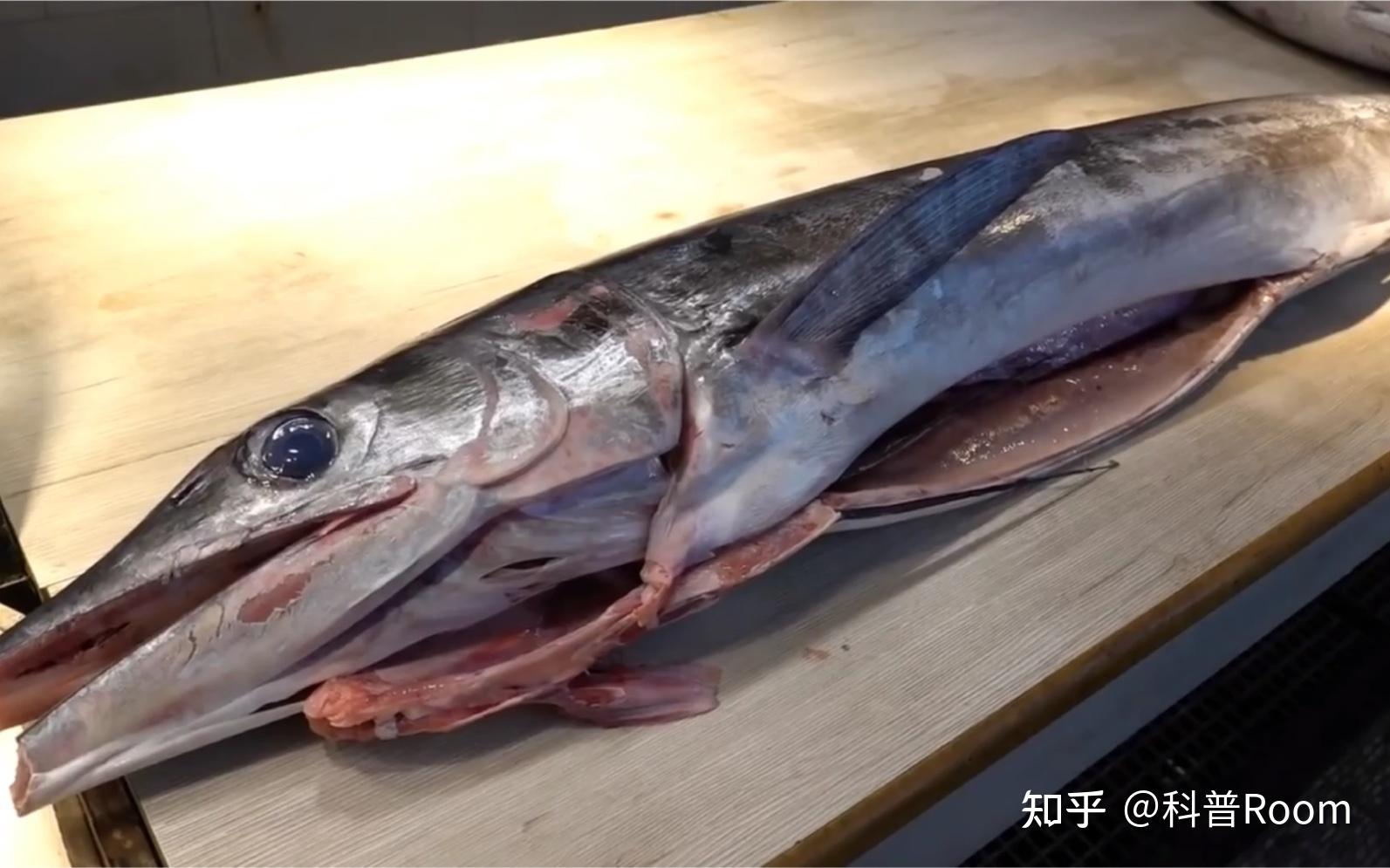 从指甲盖大小到5米巨物：探秘奇特生长模式的旗鱼！ - 知乎