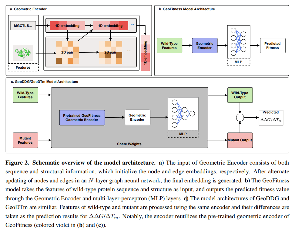 GeoFitness、GeoDDG、GeoDTm——基于几何学习和预训练策略的蛋白质突变稳定性预测工具 - 知乎
