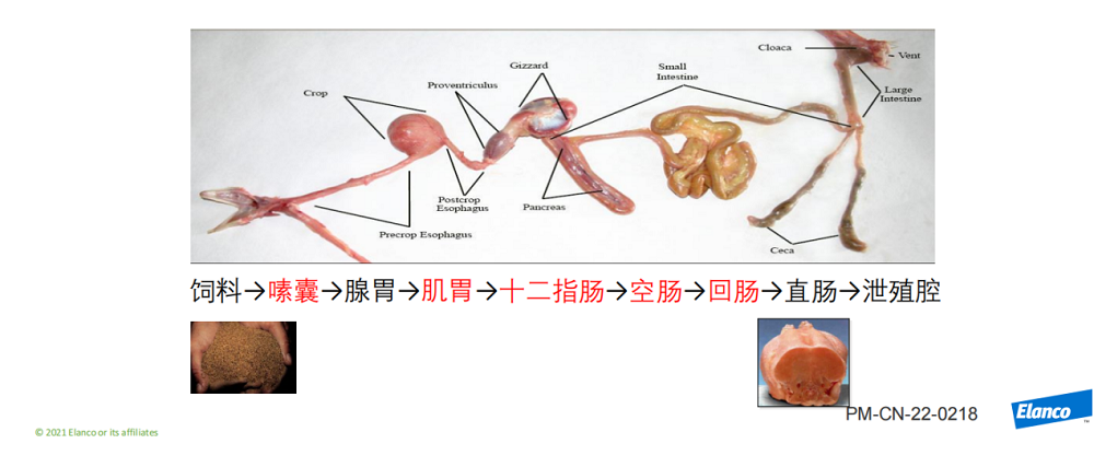 俗话说"养鸡就是养肠道",肠道是鸡的重要器官,既是消化器官,又是免疫