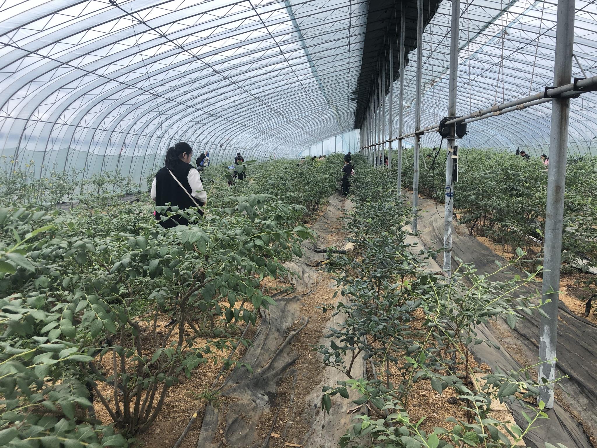 这个青岛小农村,是全国蓝莓规模化种植第一村 