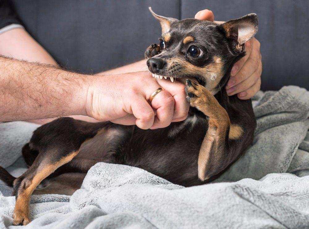 狗的哪個部位最脆弱遇到惡犬撲來該怎麼辦