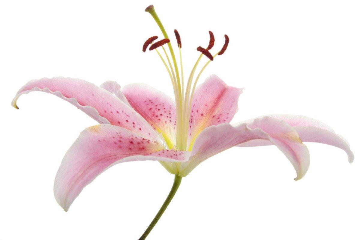 源于一朵朋友圈的百合花女生30岁的状态