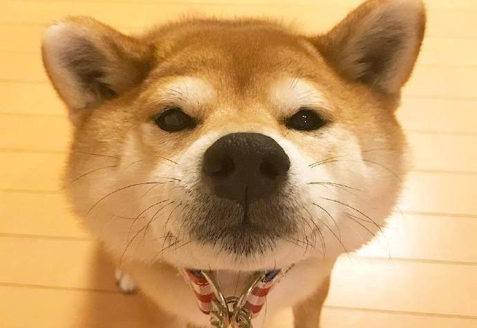 消闲解闷的搞笑语录 滑稽幽默 火爆朋友圈 知乎