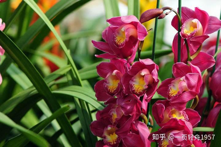 春节前夕逛花市百花盛开春满园真是香中别有韵清极不知寒了