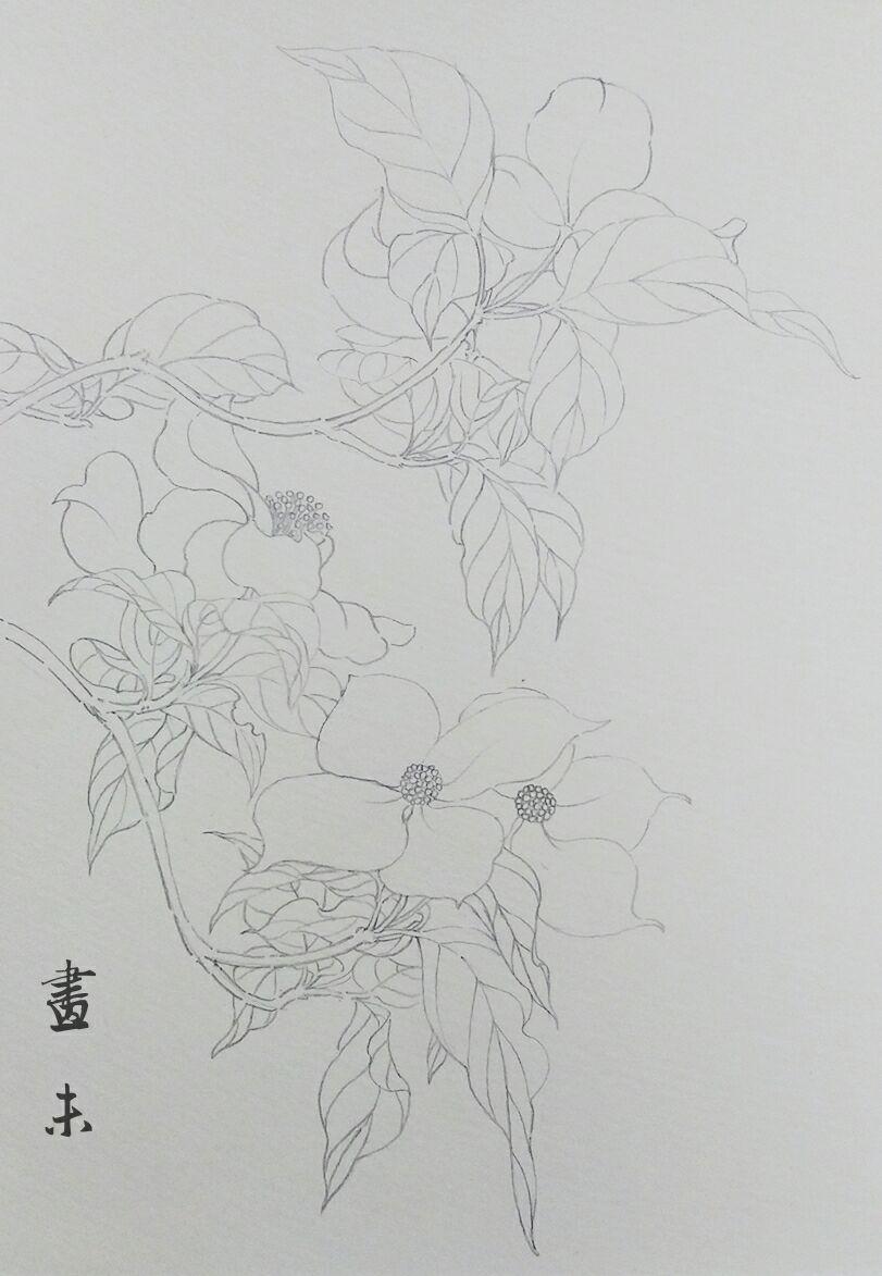 水彩花卉折枝起稿